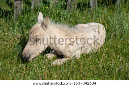 Similar – Image, Stock Photo Horse with little foal