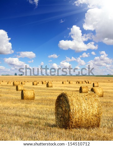landscape with harvested bales of straw in field