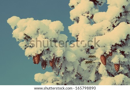 cones on christmas fir branch and blue sky - vintage retro style