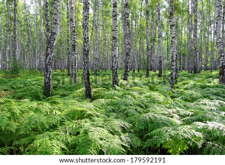 nice summer birch forest in Russia