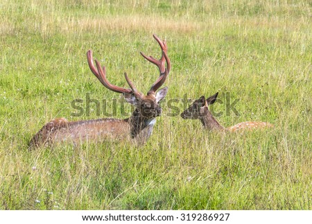 Male and female sika deer lying in the grass