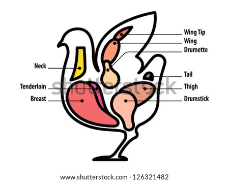 Diagram: Standard Poultry Cuts. Stock Vector Illustration 126321482 ...