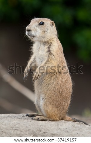 Prarie dog standing and looking around. These animals native to the grasslands of North America