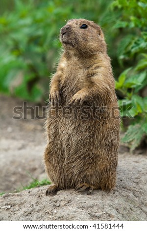 Big Prairie Dog Stading Straight. These Animals Native To The ...