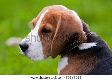 Close portrait of dog head. Beagle puppy. Green grass on background