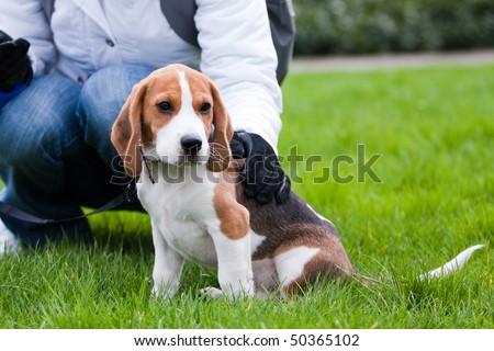 Dog and human on green meadow. Beagle puppy