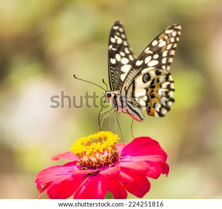 Butterfly on beautiful red flower. plants for butterfly in garden.Nature\'s Perfect of garden in Thailand .
