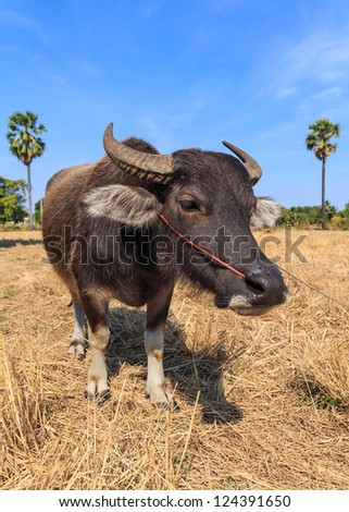 Close up of Thai buffalo in the field with blue sky