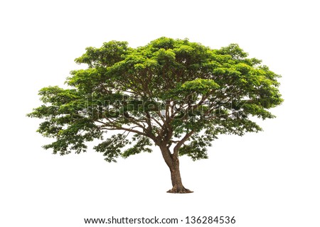 Rain tree (Albizia saman), tropical tree in the northeast of Thailand isolated on white background