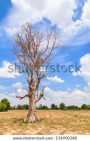 Dead tree alone in the field with blue sky and clouds