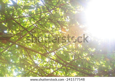 Sunlight through tree leaf in sunny day
