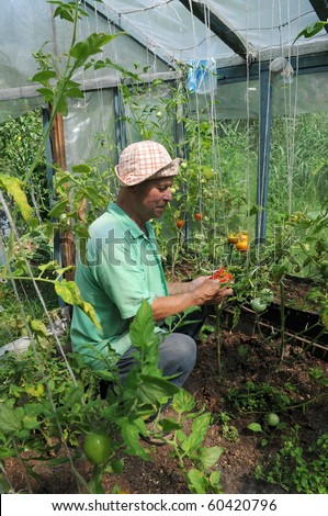 Elderly man on a kitchen garden. Cultivation of tomatoes.