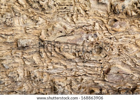 Bark of Elm. trunk of tree ,Seamless Tile able background Texture.