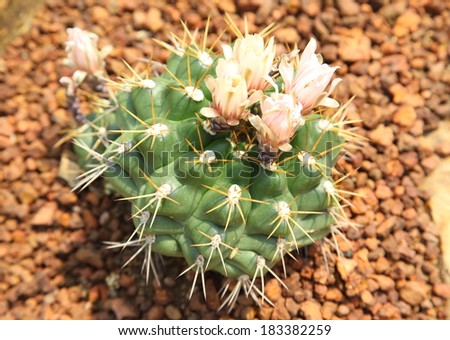 Cactus Flower Macro with Vivid Texture and Color; Great for Desert Backgrounds
