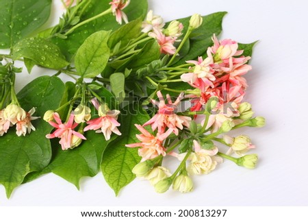 Quisqualis indica also known as the Chinese honeysuckle, Rangoon Creeper, and Combretum indicum isolate on white background, Clipping path.