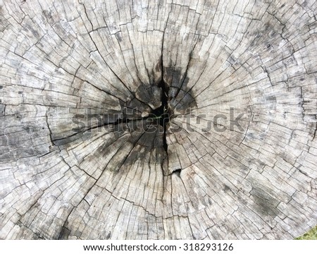 Cracked cut of tree, top view