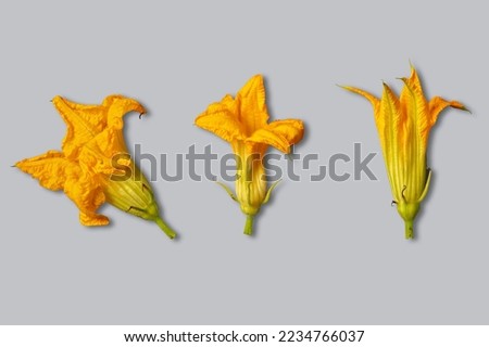 Fresh and edible zucchini flowers of different shapes and sizes lie on a gray background.