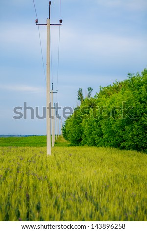 power line along the field with wheat