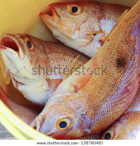 Spotted Rose Snapper (Lutjanus Guttatus), Known In Panama As 'Pargo De ...