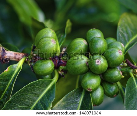 Immature coffee berries on branch. Photo taken at a coffee plantation in Boquete, Panama (Central America).