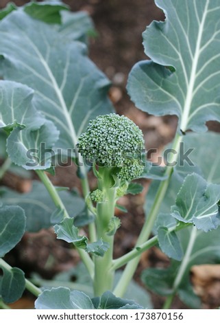 Broccoli plant showing young flower head. Photo taken at a home garden in Southern California, USA.