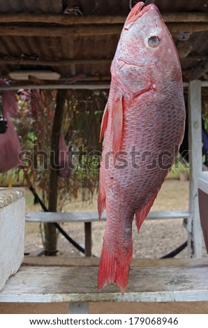 A large Pacific Red Snapper for sale in the country side in western Panama (Pacific slope).