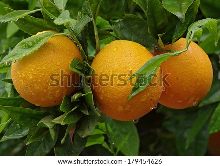 Oranges hanging on tree - orange tree on a rainy day in a Southern California home garden.