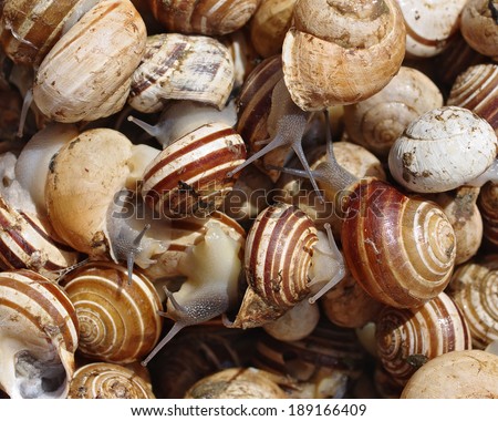 Close up of alive snails (picked in the field) at a farmers market in Sicily, Italy.