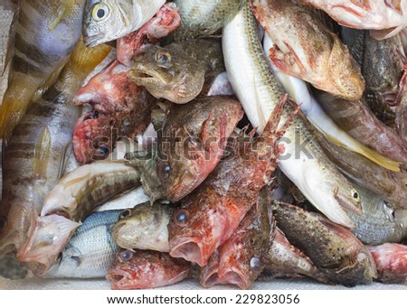 Colorful variety of fish for sale at the main fish market (a street, open air market) in Catania, Sicily, Italy. The photo shows a few Scorpaena papillosa (red rock cod) in the center of the frame.