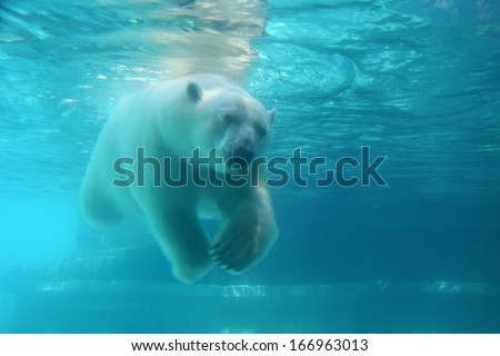Polar bear swimming under water