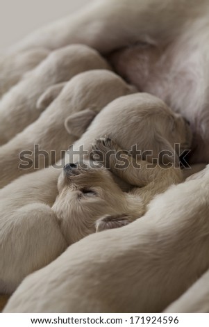 close up group of puppies to suck milk from their mother