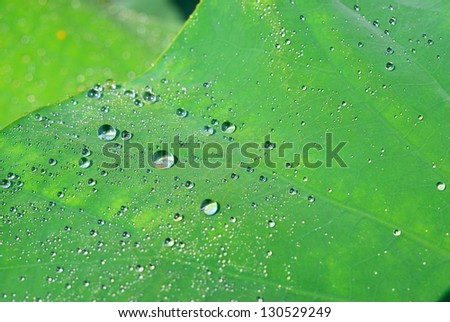 Many of water drop on lotus leaf background