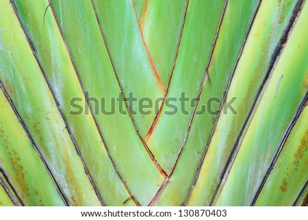 A type of banana leaves cascaded like a blow background