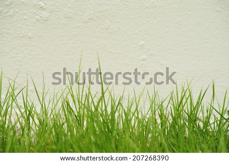 Green grass and wall background good use for graphic designer