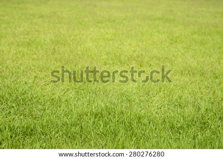 Green grass abstract background use for graphic designer