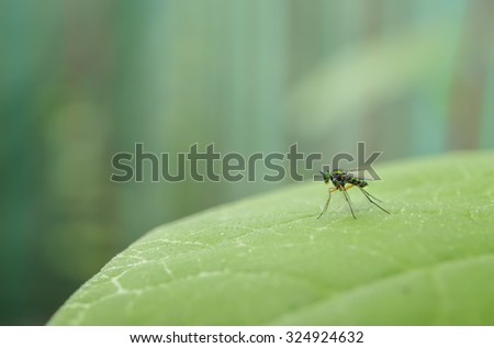 Insect macro shot on melon leaf; Ready to fly on Blur background