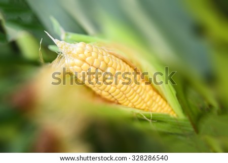 Corn for feed industry; Yellow corn in green corn field; Fresh corn before harvesting with tilt shift blur