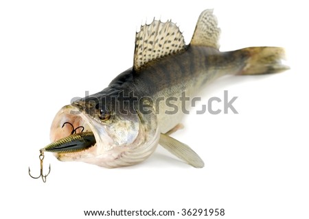 Walleye ,Pike-Perch Fish Predator Isolated On White Background Stock ...