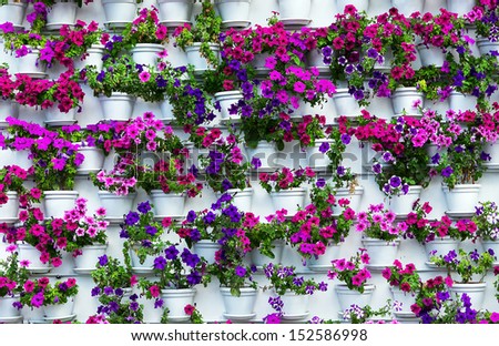 color flower growth in pot decoration background