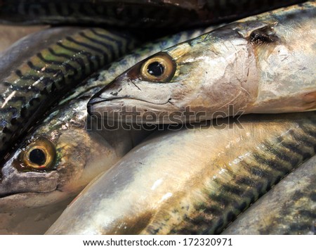 sea food products fish raw