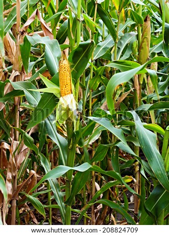 green field of corn growing maize plant