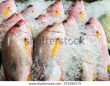 fish on ice exposition sea market. Seafood on ice. background Sea food