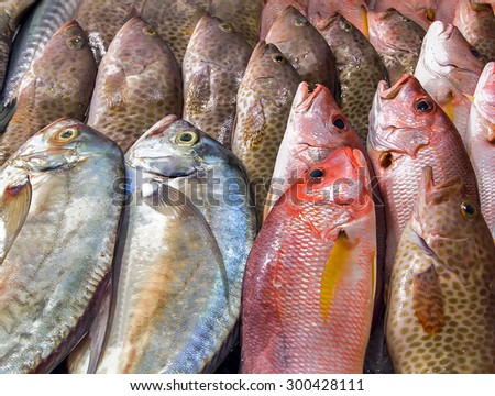 freshness fish set on ice sea market. Seafood on ice, background Sea food