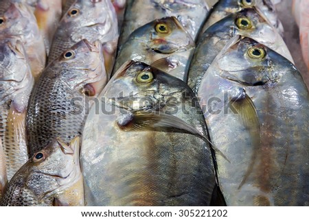 Dorada fish set on ice sea market. Seafood on ice, background Sea food