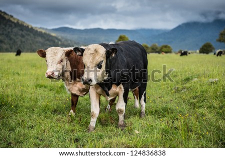 Cows farm in South island, New Zealand.