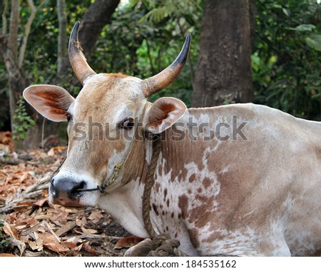 Indian cow resting on the ground, Goa