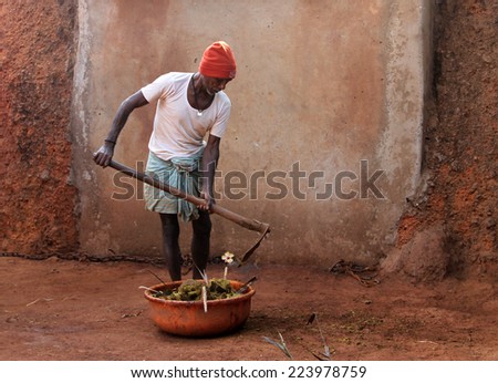 GOA, INDIA - FEB 12, 2014: Indian farmer collecting cow dung. In India, cow dung is used not only in agriculture but also in many ritual practices