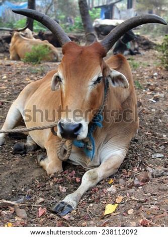 Indian cow resting on the ground, Goa