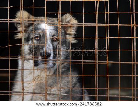 Young Central Asian Shepherd Dog in a cage