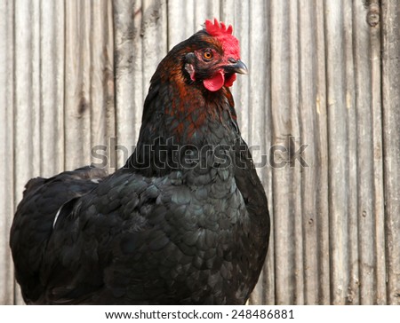 black chicken on a poultry yard